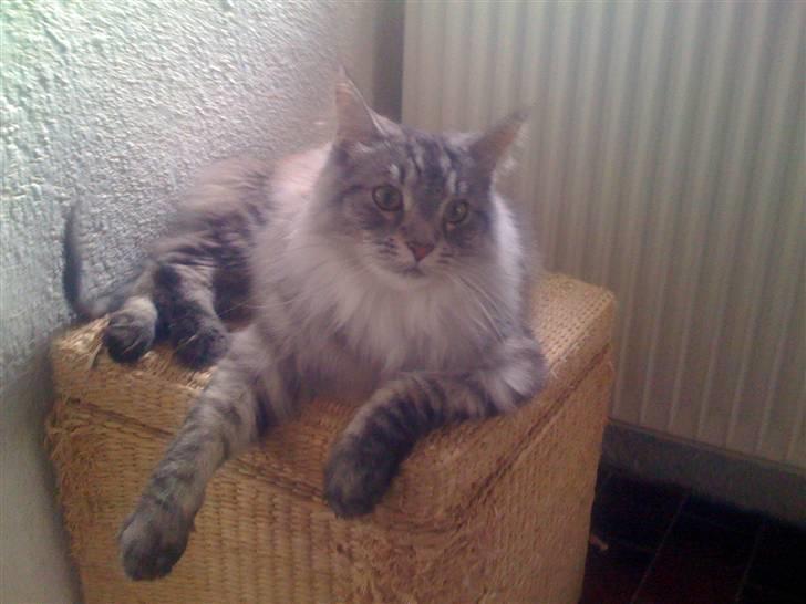 Maine Coon Timon - Smukke Moni på en af hans yndlingspladser. Venter på at komme ud i kattegården :-) billede 4