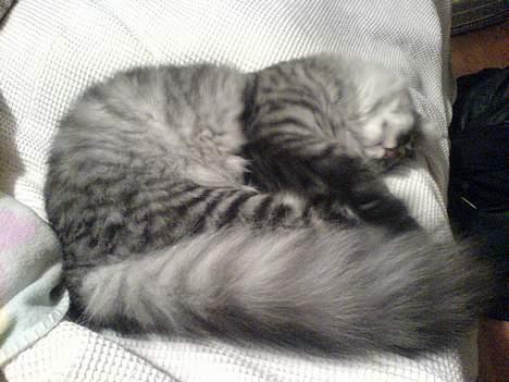 Maine Coon Timon billede 5