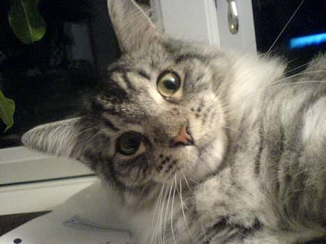 Maine Coon Timon - Hej med jer derude...ser jeg ikke bare fræk ud :-) billede 6