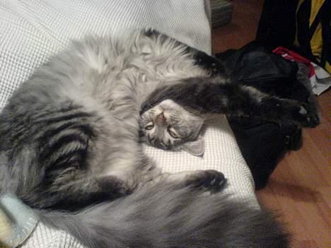 Maine Coon Timon billede 7