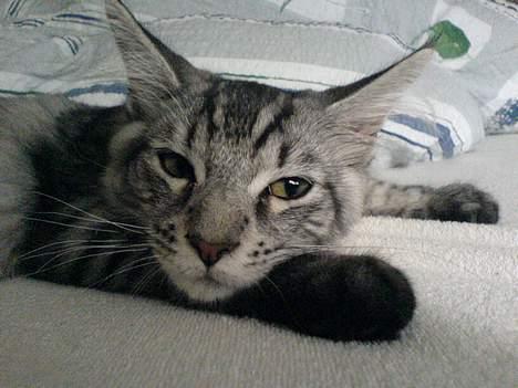 Maine Coon Timon billede 8