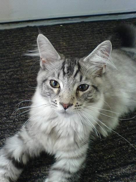 Maine Coon Timon billede 9