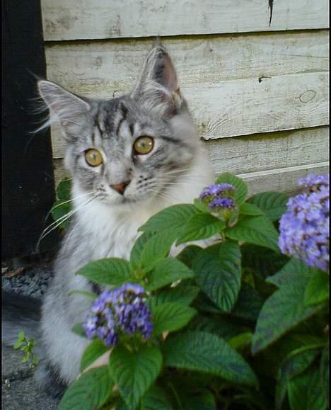Maine Coon Timon billede 10