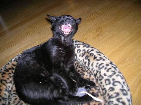 Huskat Misse - *Raaaawgg* Jeg er meget farlig, og har fanget en legetøjsmus :S billede 12