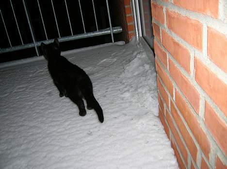 Huskat Misse - Missus 1´ste møde med sne... billede 13