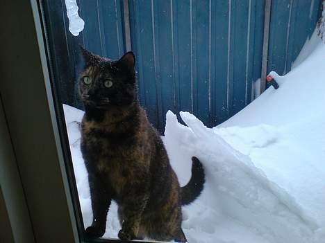 Huskat Gaia - Luk mig nu ind- ska nok la vær med at pestilensere mer´ !! billede 14