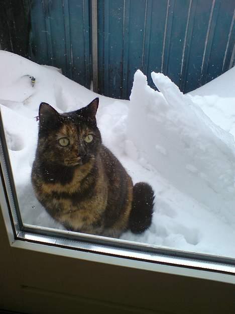 Huskat Gaia - 23 feb. 2007 billede 15