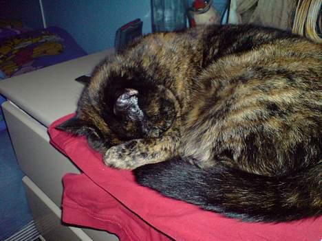 Huskat Gaia - Putte putte putte billede 16