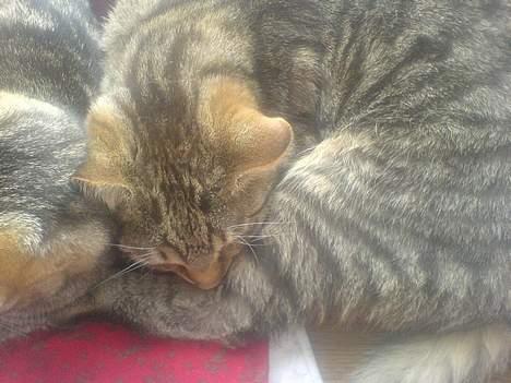 Huskat Gusse billede 6