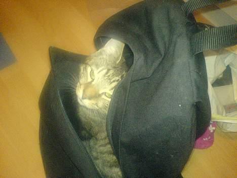Huskat Gusse billede 7