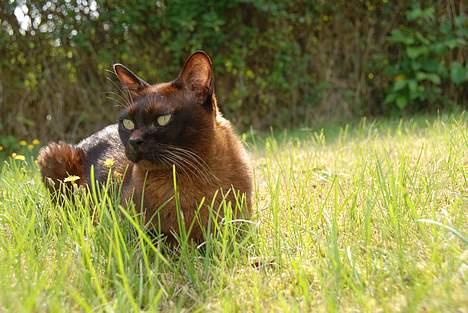 Burmeser Møllers - Møllers ude i haven i sommer  billede 6