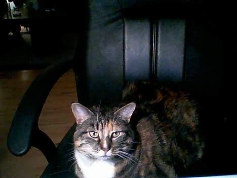 Huskat Putte billede 6