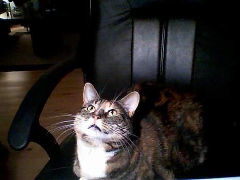 Huskat Putte billede 8