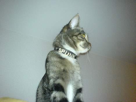 Huskat Spunk - Se mit smukke halsbånd billede 18