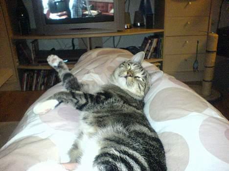 Huskat Spunk - Vinterhygge - indenfor, med dyne og film billede 19