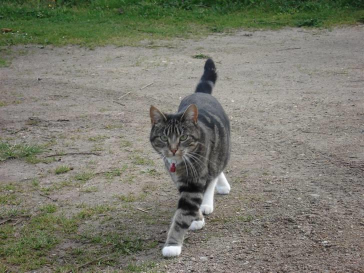 Huskat Spunk billede 20