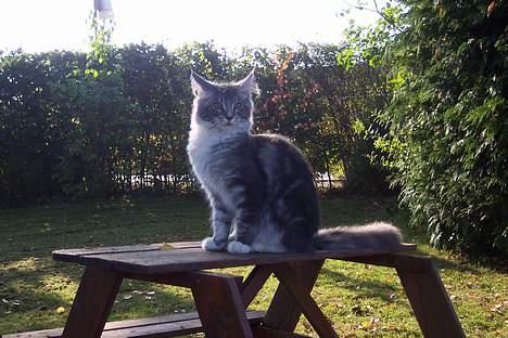 Maine Coon Maggie Blue billede 5