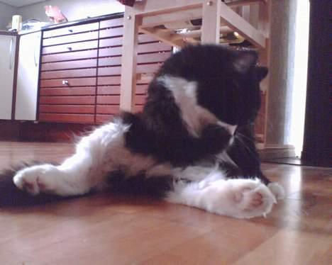 Norsk Skovkat Pjuske Kattenhøj R.I.P:'( billede 10
