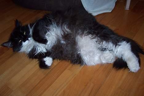 Norsk Skovkat Pjuske Kattenhøj R.I.P:'( billede 11