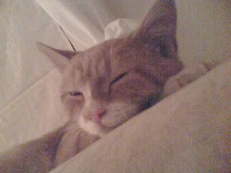 Huskat Walter billede 1