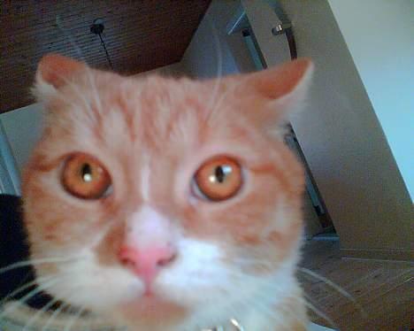 Huskat Walter billede 2