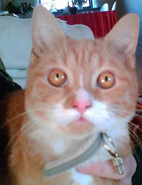 Huskat Walter billede 3