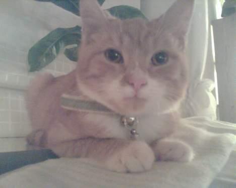 Huskat Walter billede 4