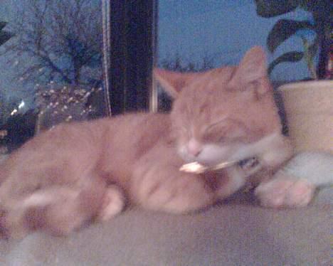 Huskat Walter billede 5