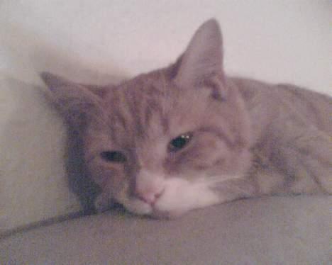 Huskat Walter billede 6