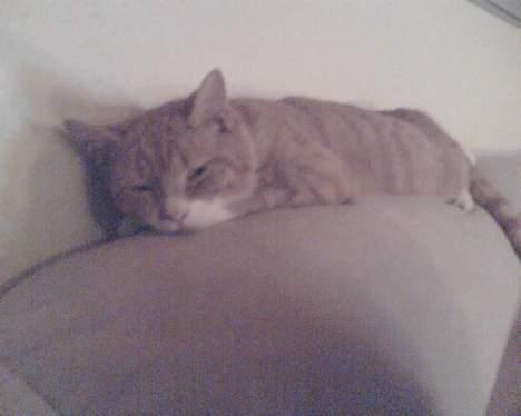 Huskat Walter billede 7