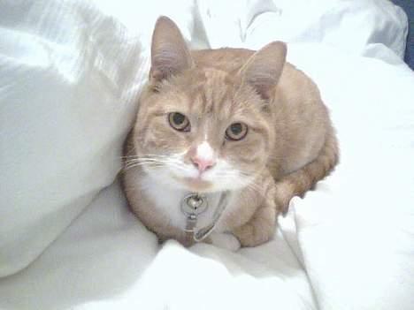 Huskat Walter billede 8