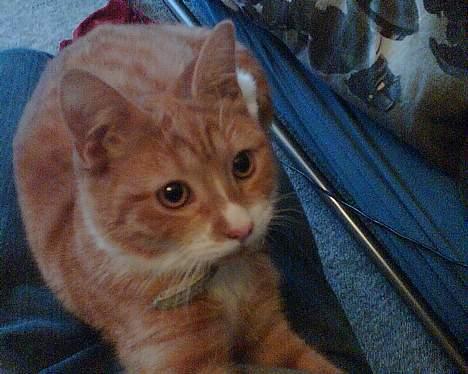 Huskat Walter billede 9