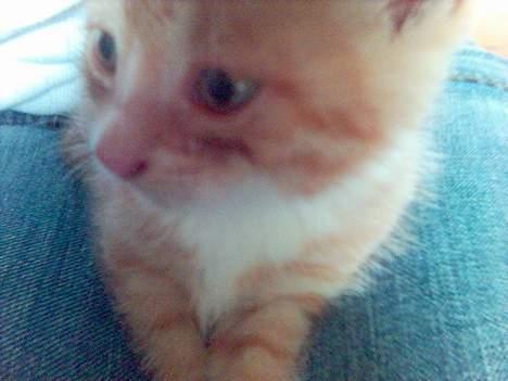 Huskat Walter billede 10