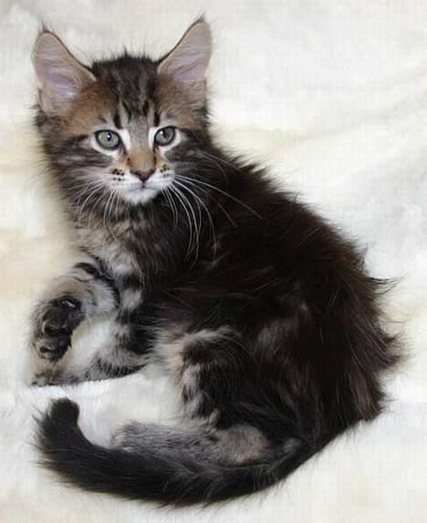 Maine Coon Harald Hin Hårfager - uha da - er jeg ikke dejlig ?? billede 1