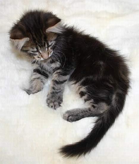 Maine Coon Harald Hin Hårfager - ja - jeg hedder jo Harald - Kong Harald  billede 2