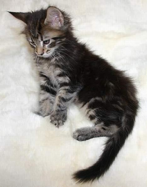 Maine Coon Harald Hin Hårfager - åh nej ..... hvad er nu det P billede 3