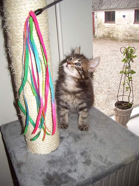 Maine Coon Harald Hin Hårfager - Ja ja ja ... i tror i kan nare mig . men jeg ved altså godt at det er jer der styre sprutten - faktisk leger jeg kun med Jer fordi JEG GIDER..... ha ha ha  billede 4