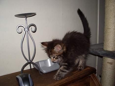 Maine Coon Harald Hin Hårfager - aha...... en mus..... lækker aftensmad  billede 5