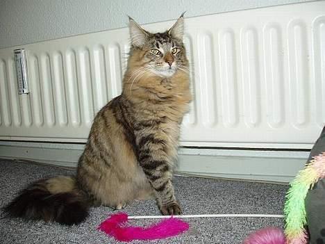 Norsk Skovkat Aimee - Nyt billede billede 18