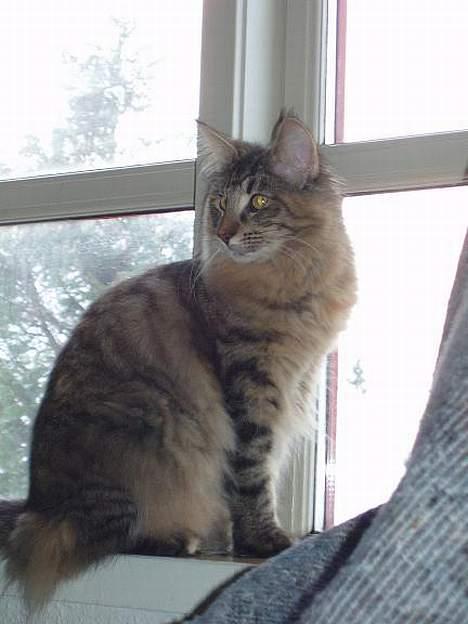 Norsk Skovkat Aimee - Nyt billede 19