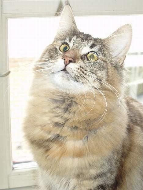 Norsk Skovkat Aimee - Nyt billede 20