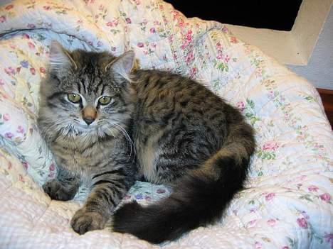 Blanding af racer Signe - Signe som killing ca. 14 uger gl. billede 6