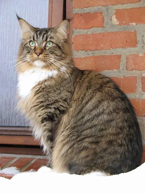 Maine Coon TB's Indian White Sox billede 18