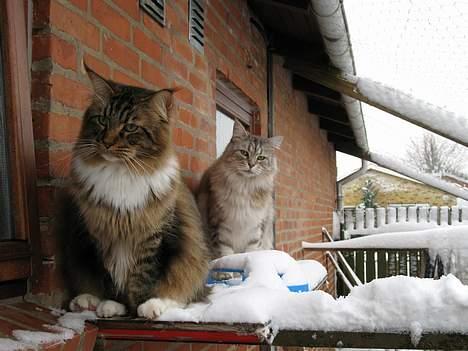 Maine Coon TB's Indian White Sox billede 19