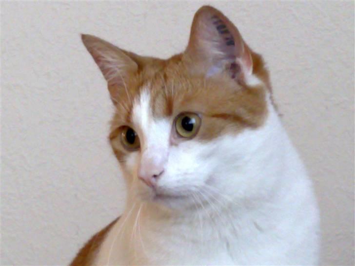 Huskat Whisky - er jeg ikke bare sød billede 1