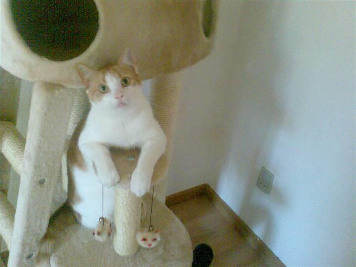 Huskat Whisky billede 2