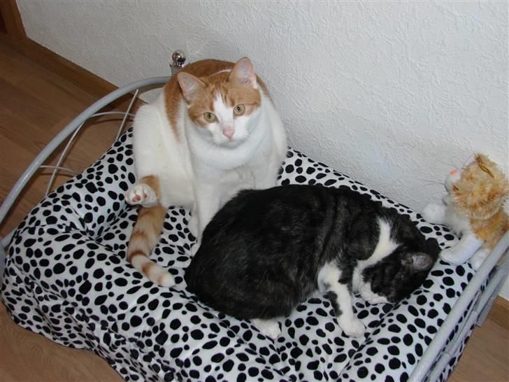 Huskat Whisky - mig og lilo ligger i vores nye seng billede 3