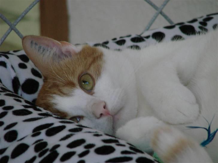 Huskat Whisky - nyder livet billede 4