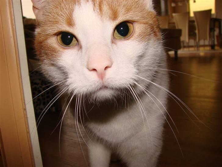 Huskat Whisky billede 5