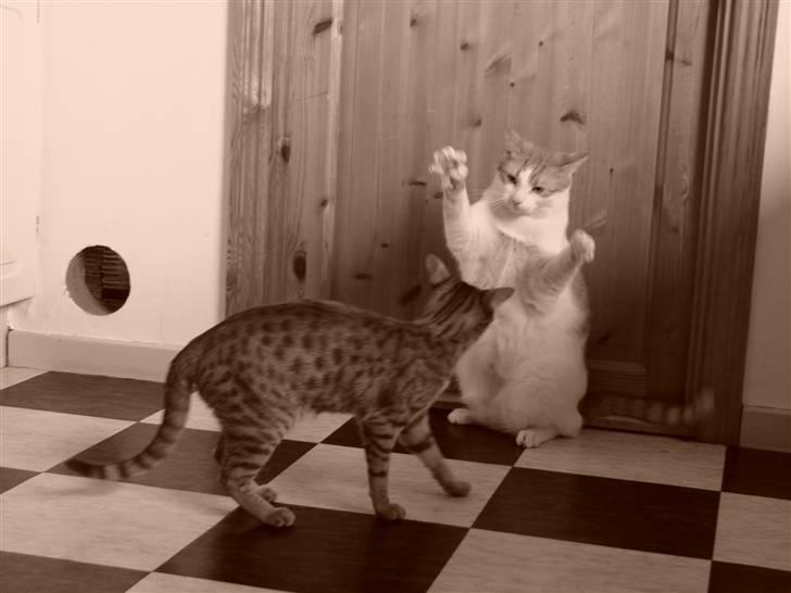 Huskat Whisky - meget fotogen billede 6